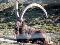 Sibirischer Steinbock.JPG